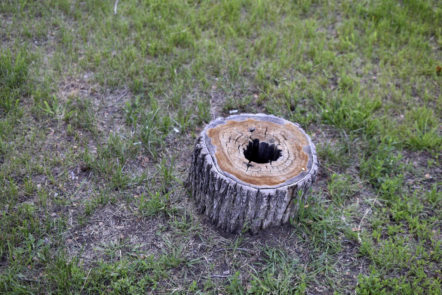 A rotten stump with a hole inside in the forest photo