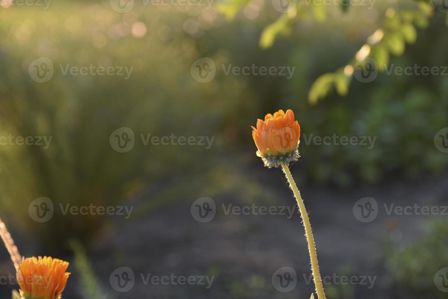 Yellow and orange asters in the rays of the setting sun on the background of a summer garden photo