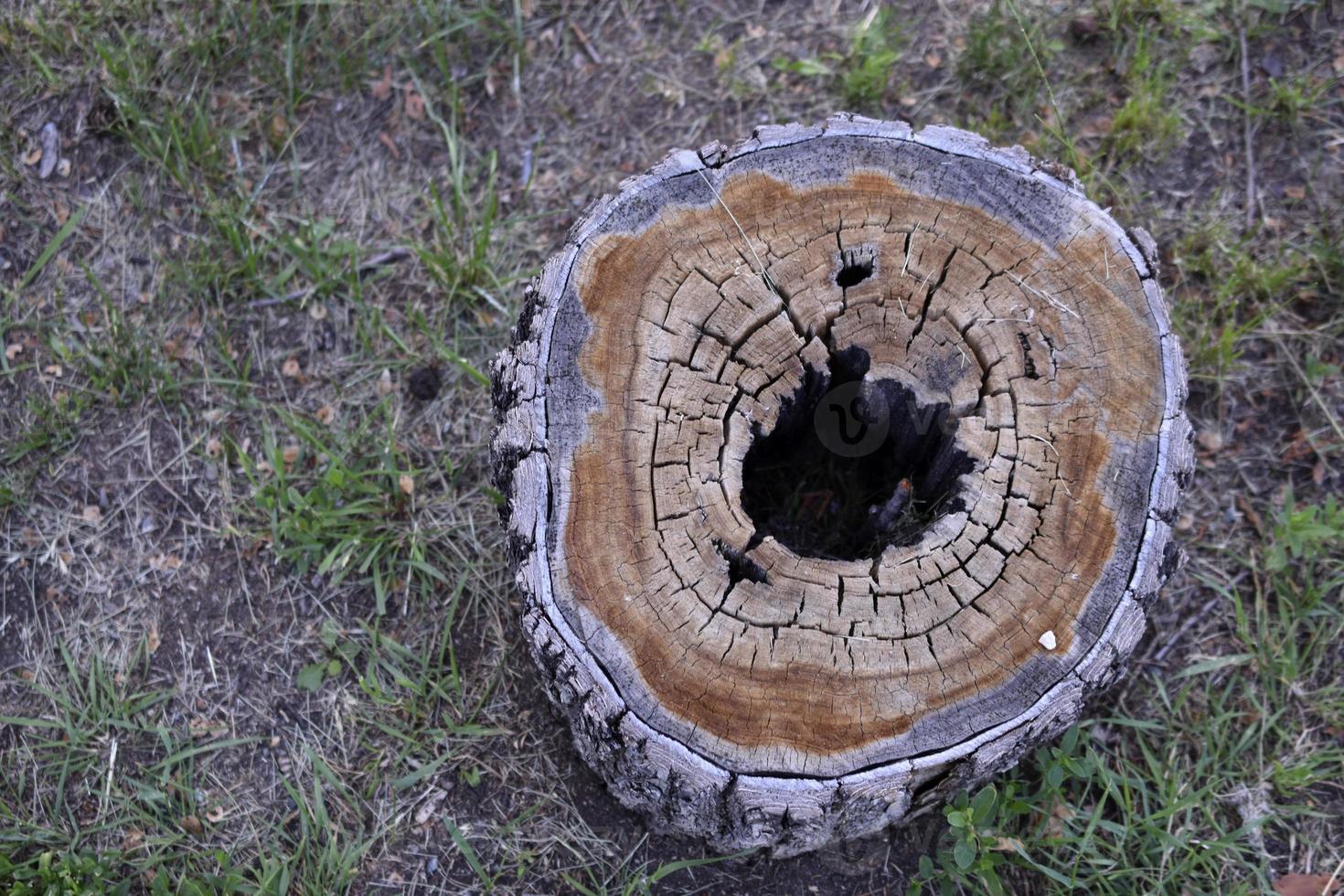 A rotten stump with a hole inside in the forest photo