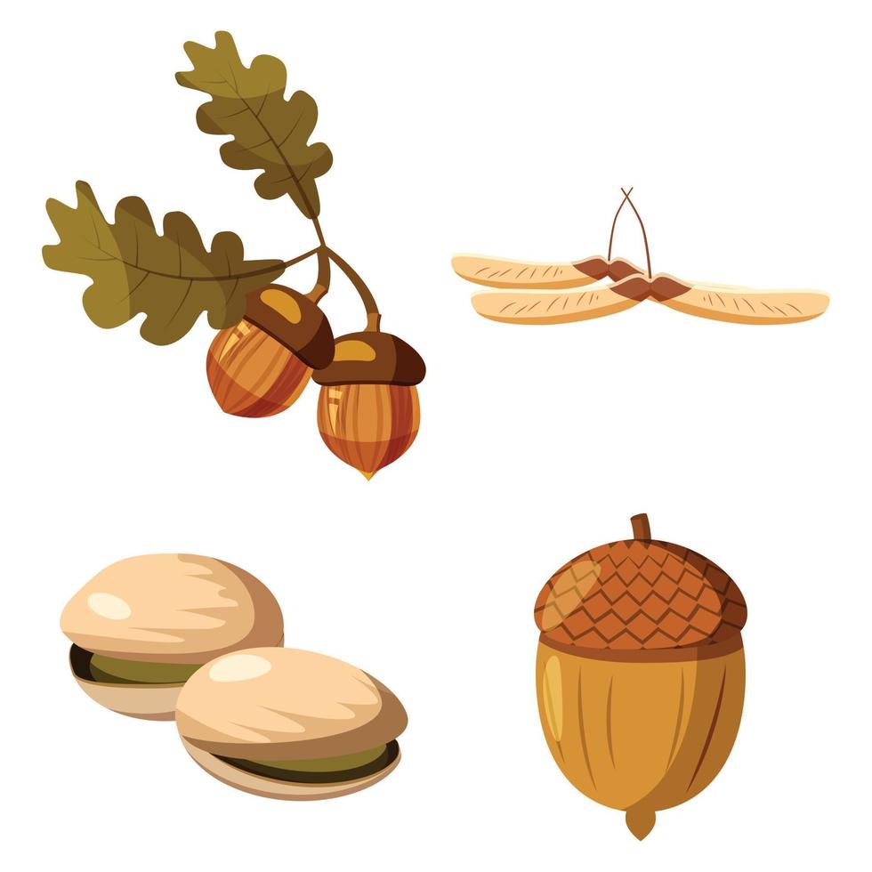 Acorns set in cartoon style. Hand drawn autumn nuts. Vector art isolated on  white background. 11517178 Vector Art at Vecteezy