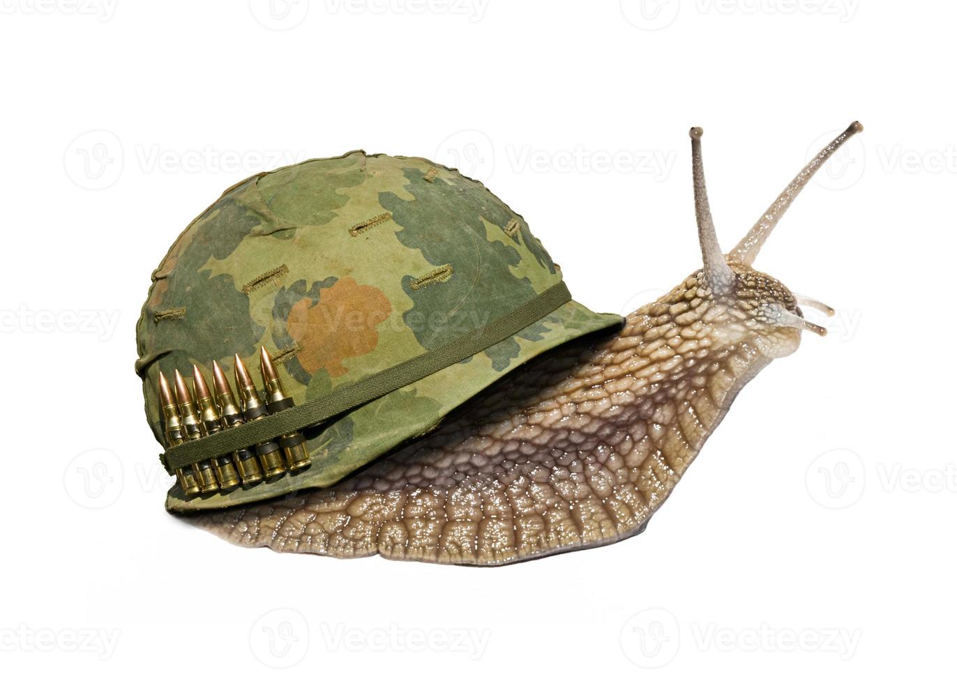 Soldier snail on white background photo