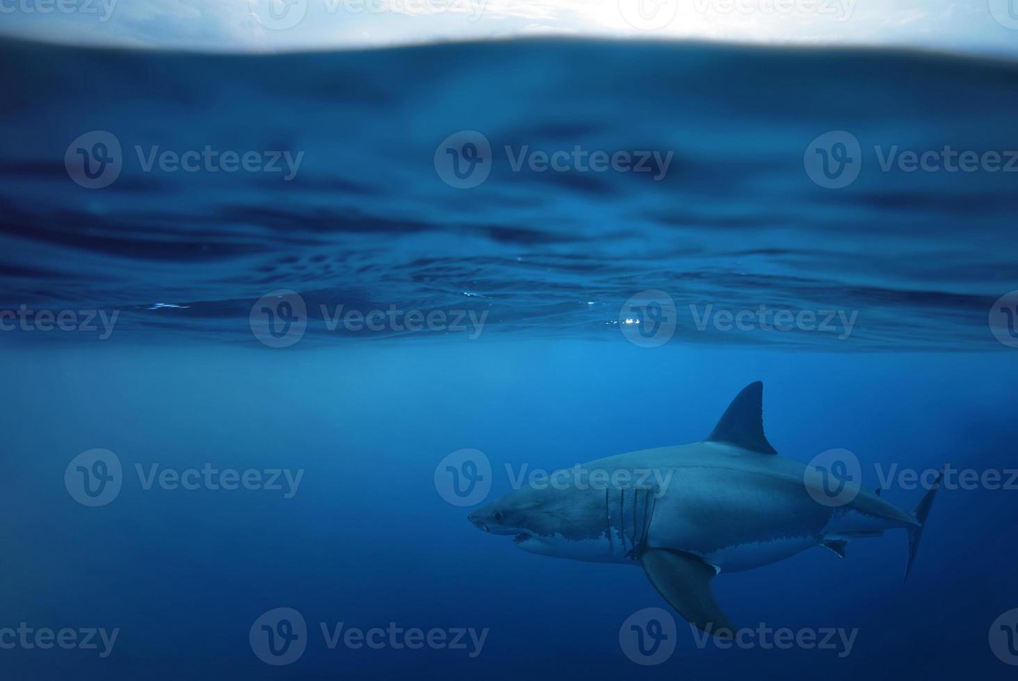 gran tiburón blanco en el mar foto