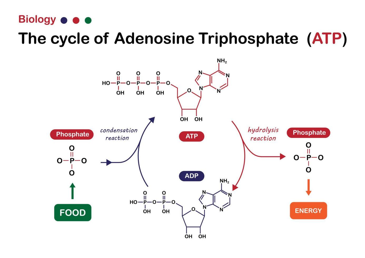 Biological diagram exhibit the cycle of adenosine triphosphate between