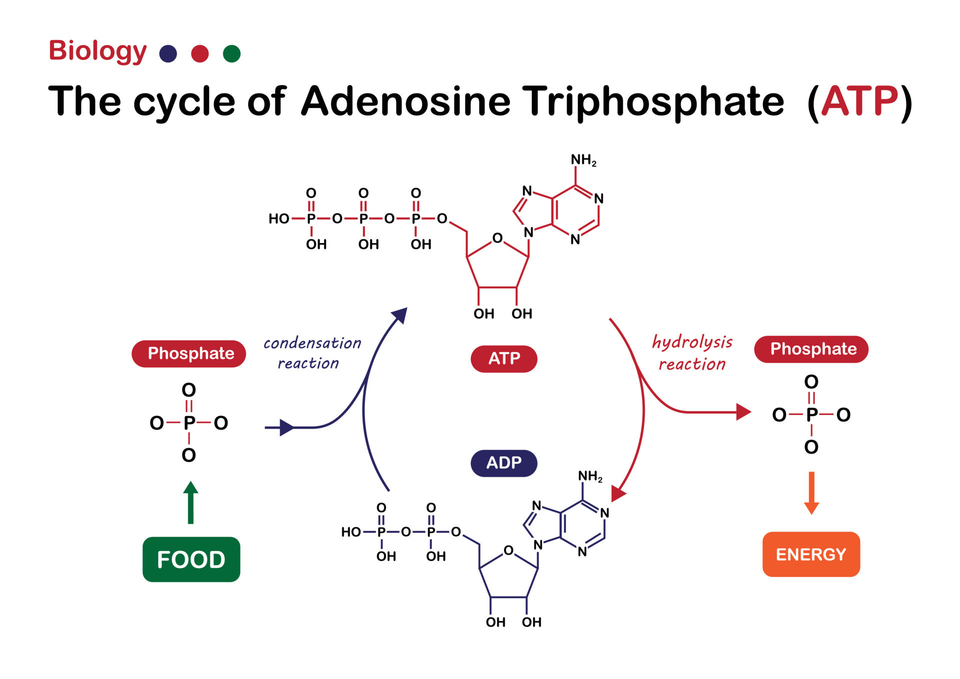 Atp