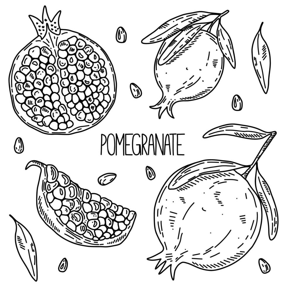Hand drawn sketch style vector pomegranate set isolated on white background, eco food illustration
