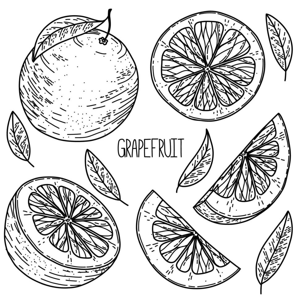 Conjunto de toronja vectorial de estilo boceto dibujado a mano aislado sobre fondo blanco, ilustración de alimentos ecológicos vector