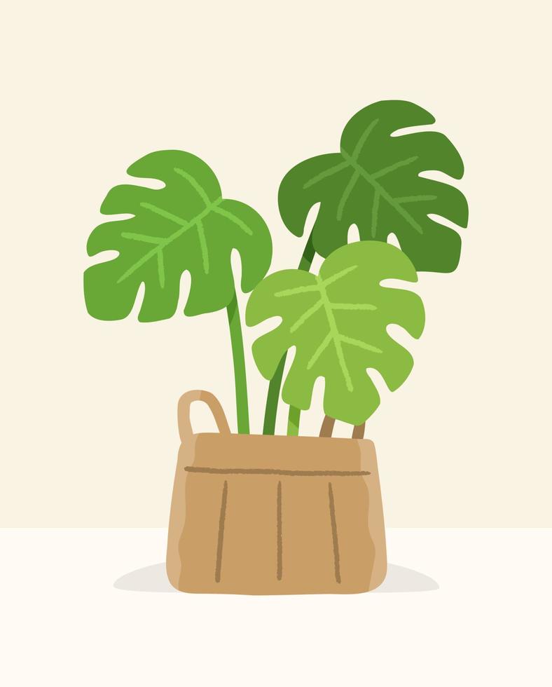 monstera plant growing inside basket for decorative home vector