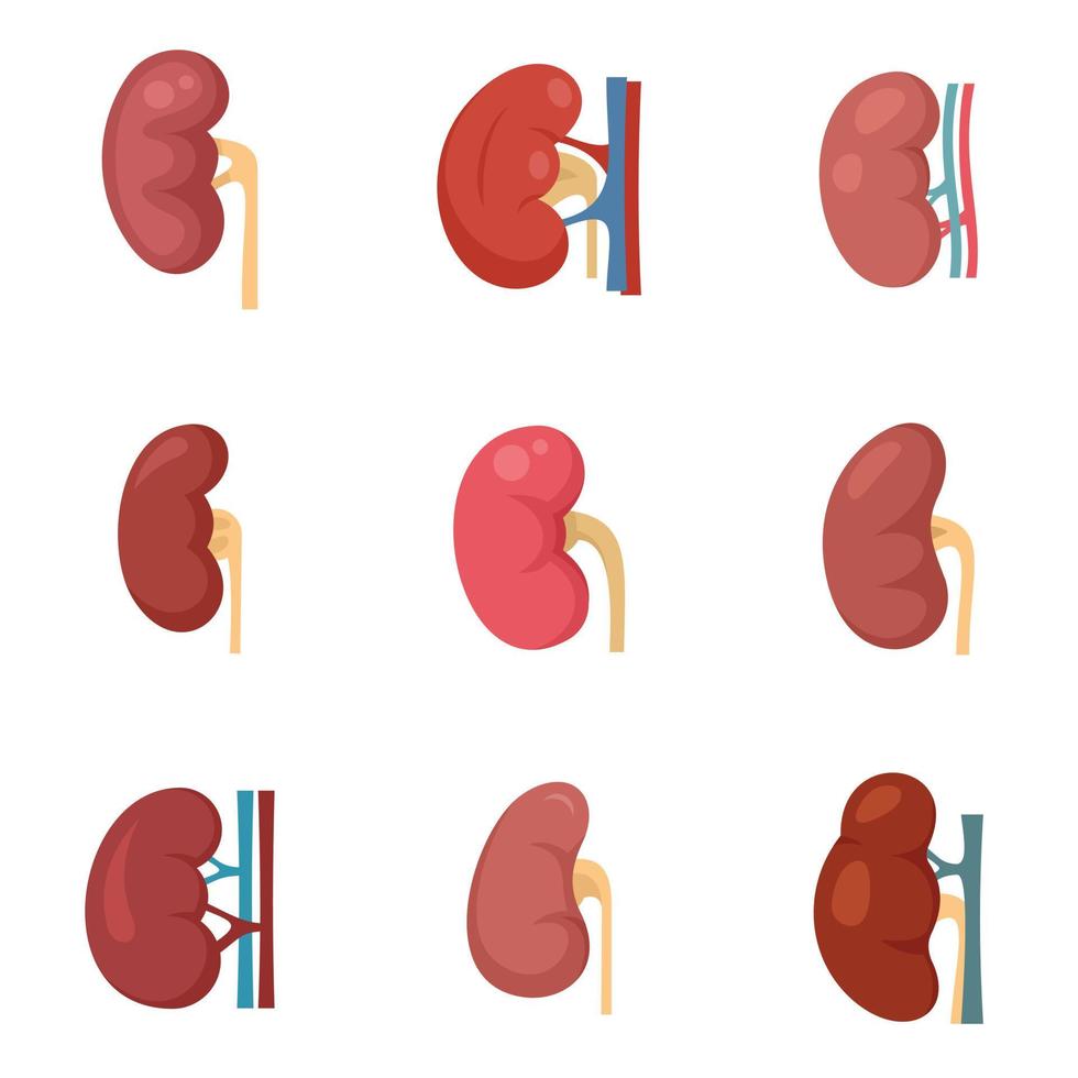 Kidney icons set flat vector isolated