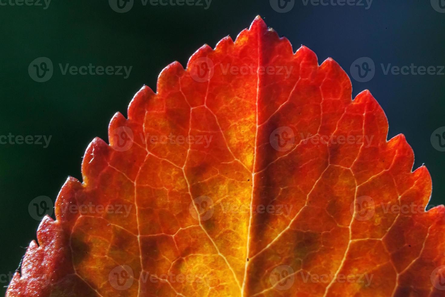 Closeup natural autumn fall macro view of red orange leaf glow in sun on blurred green background in garden or park. Inspirational nature october or september wallpaper. Change of seasons concept. photo