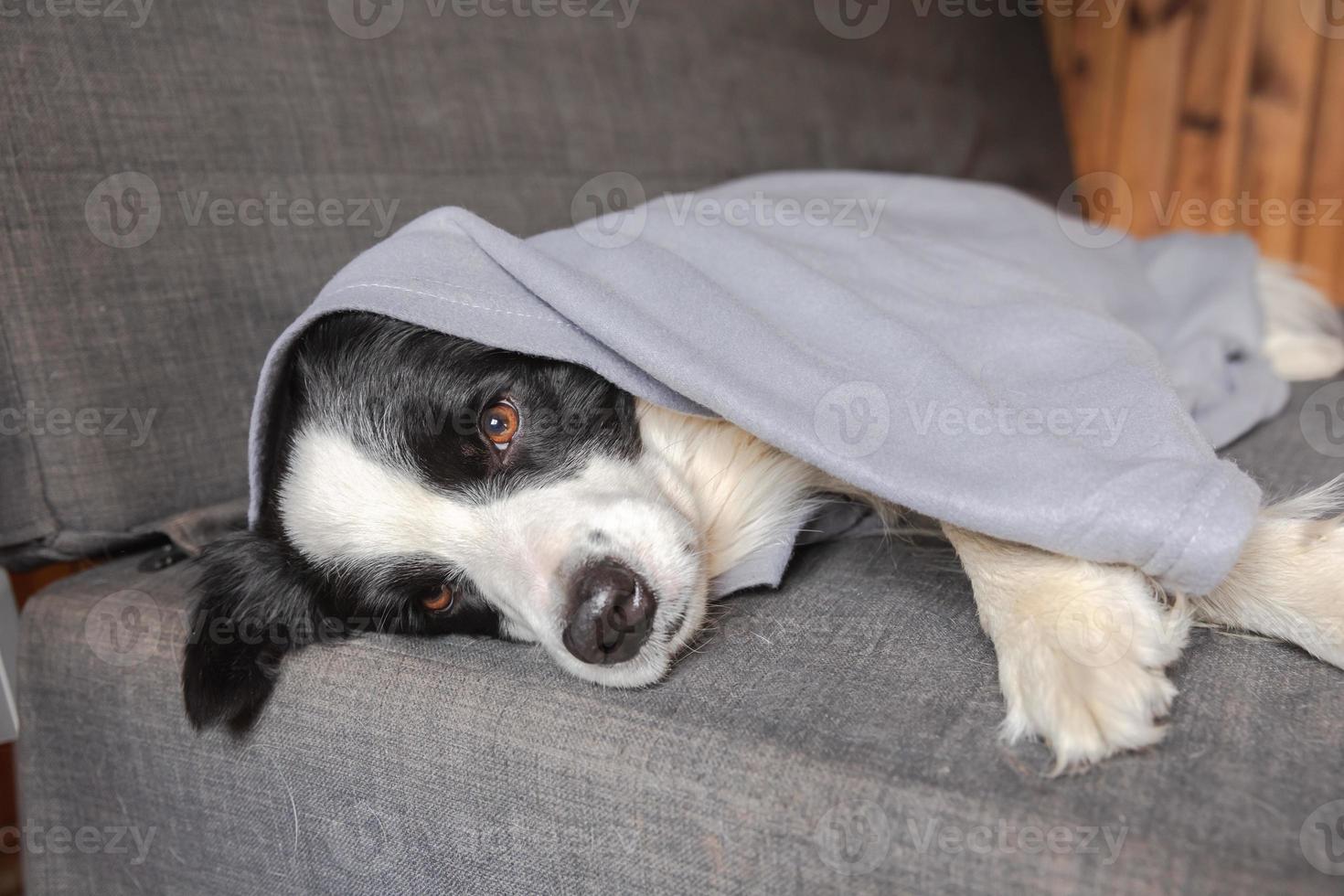 Funny puppy dog border collie lying on couch under plaid indoors. Little pet dog at home keeping warm hiding under blanket in cold fall autumn winter weather. Pet animal life Hygge mood concept. photo