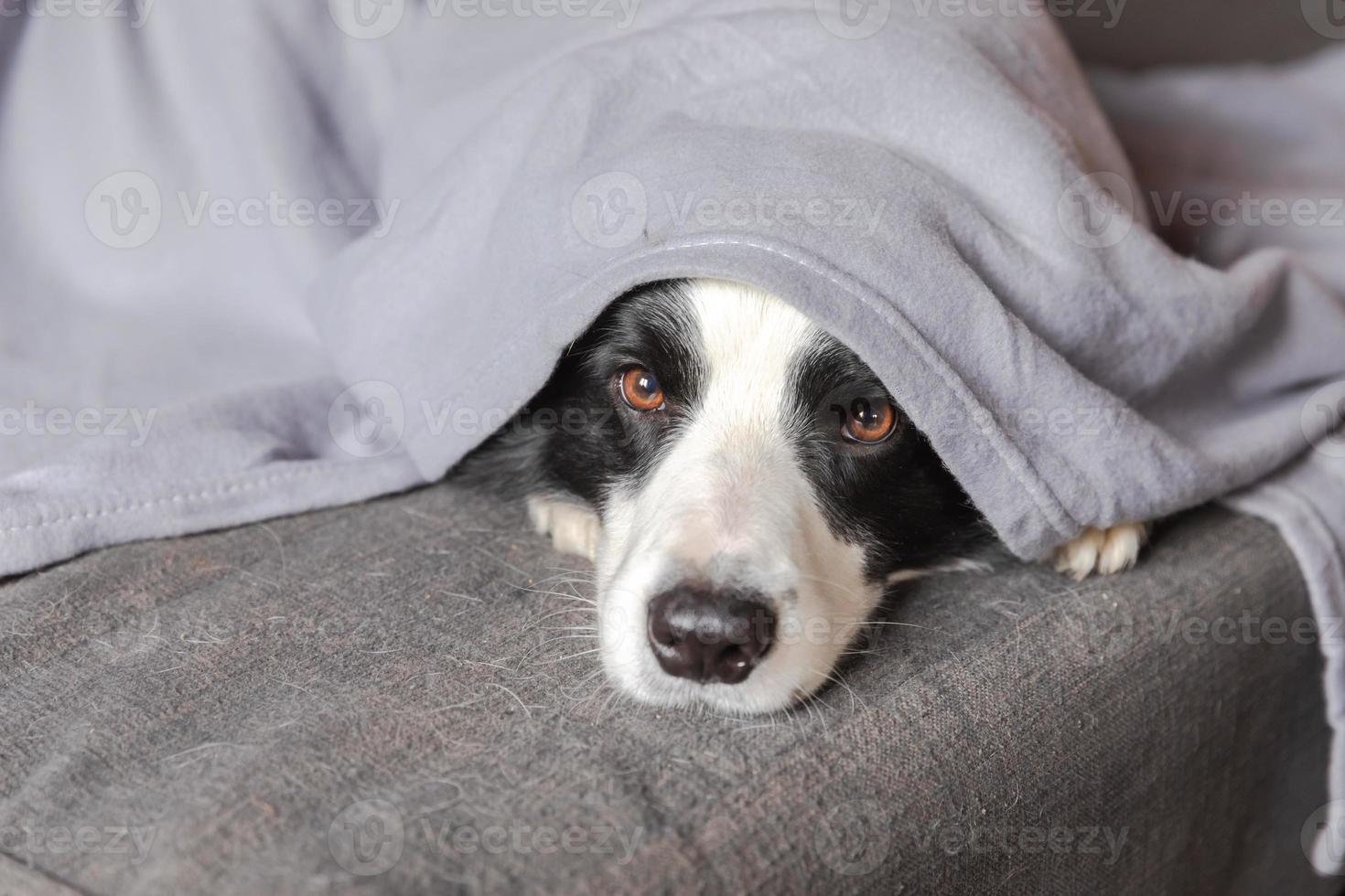 Funny puppy dog border collie lying on couch under plaid indoors. Little pet dog at home keeping warm hiding under blanket in cold fall autumn winter weather. Pet animal life Hygge mood concept. photo