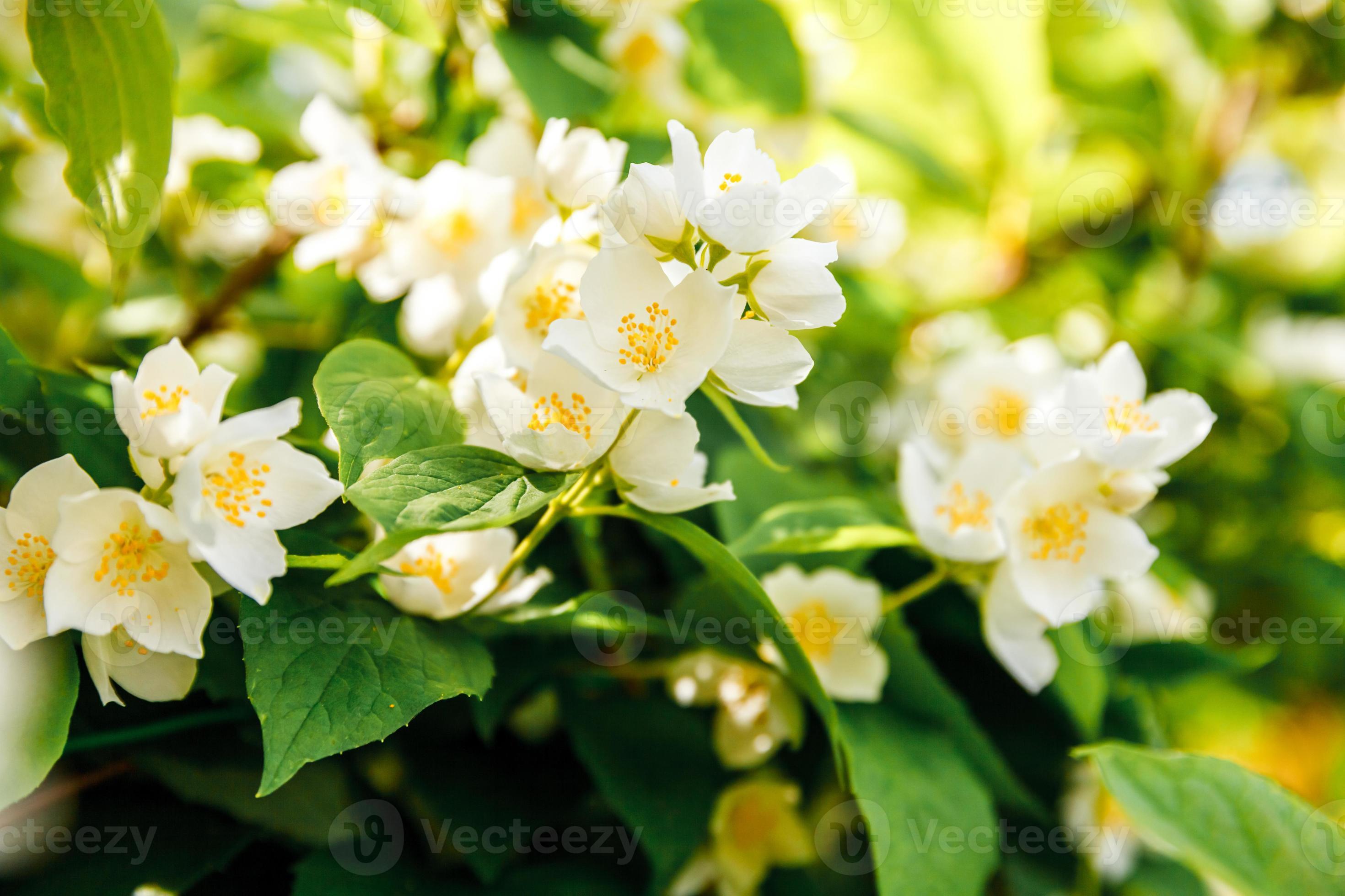 Beautiful white jasmine blossom flowers in spring time. Background with