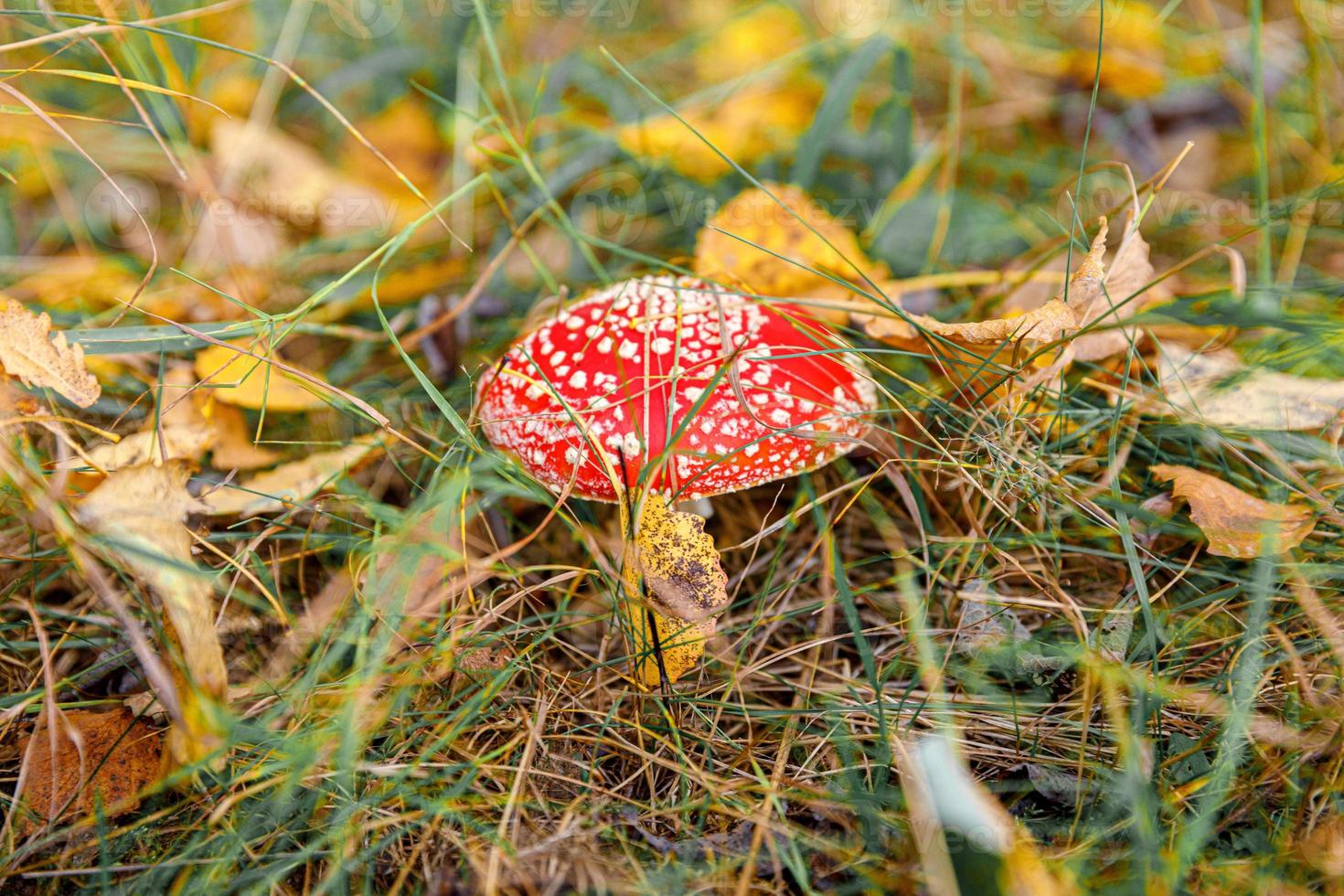 Toxic hallucinogen mushroom Fly Agaric and yellow leaves in grass on autumn forest. Red poisonous Amanita Muscaria fungus macro close up in natural environment. Inspirational natural fall landscape. photo