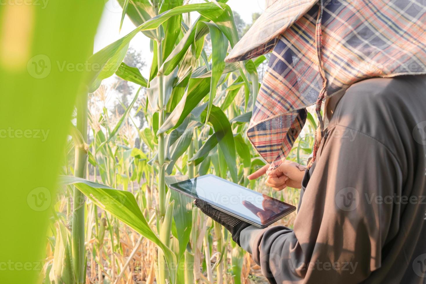 Farmer recording growth using technology to help record agricultural data photo
