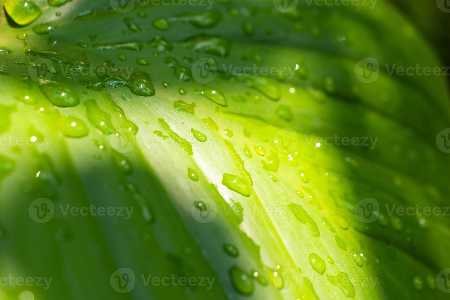 rain drop and sunlight on anthurirm green leaf photo