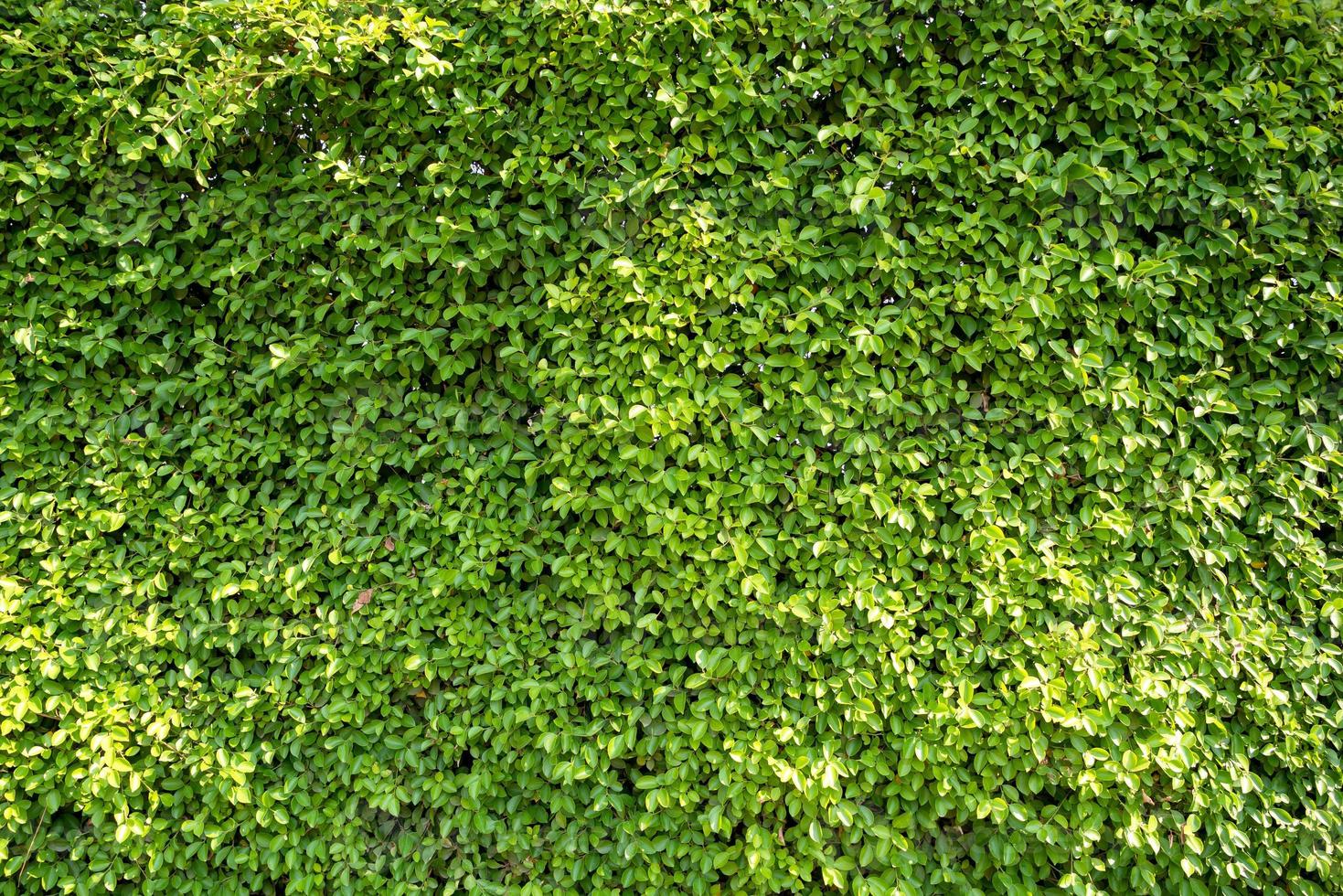 Full frame Background and texture of Banyan Tree or Ficus annulata photo