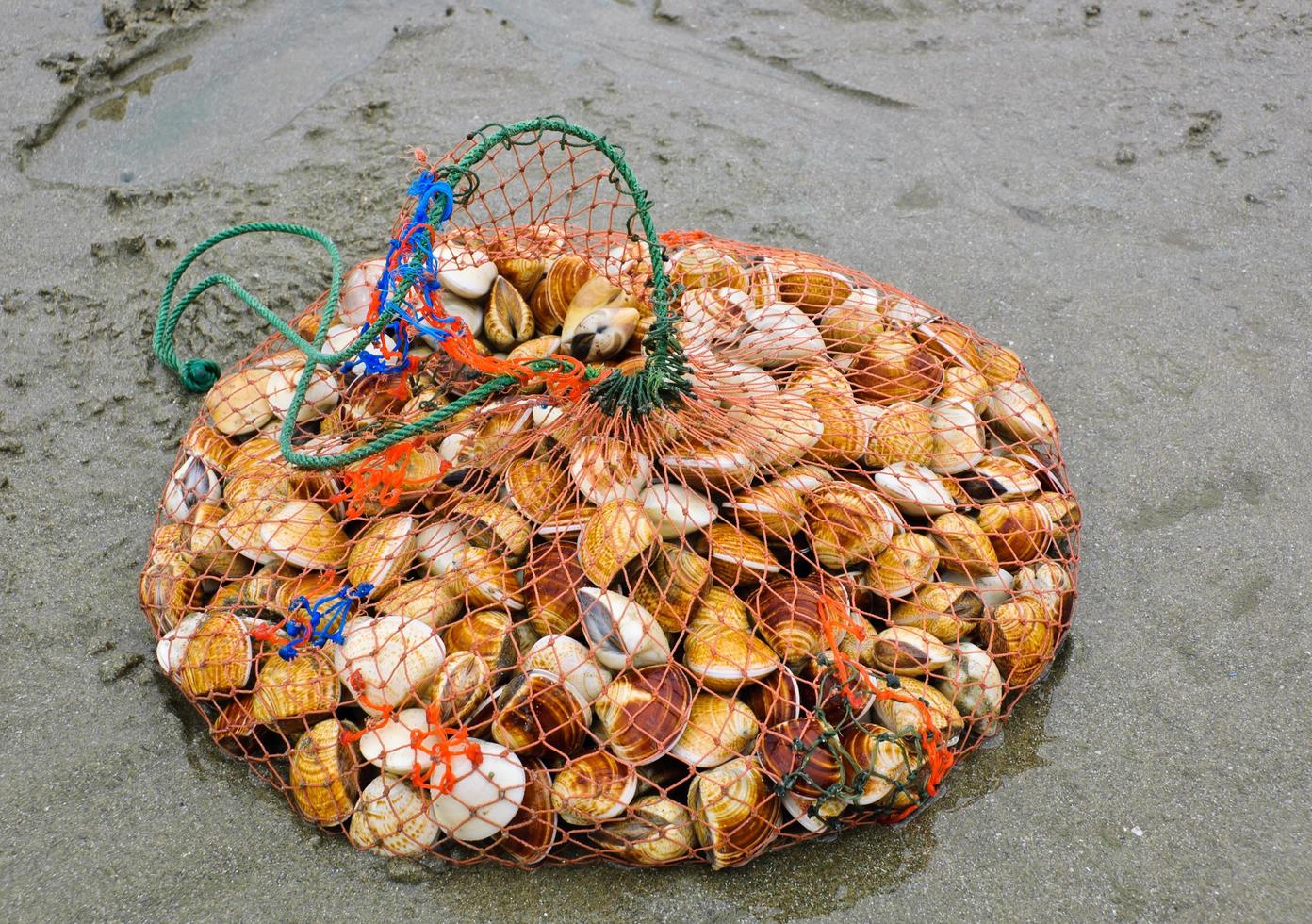 Sea shells in fishing net photo