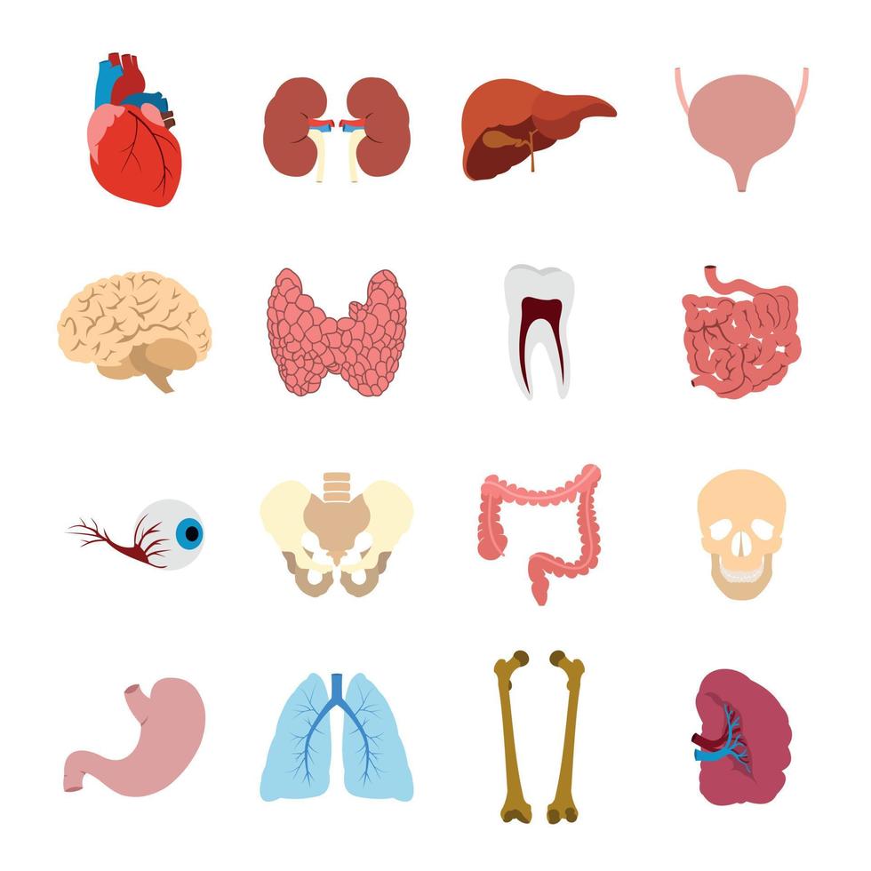 Internal organs flat icons vector