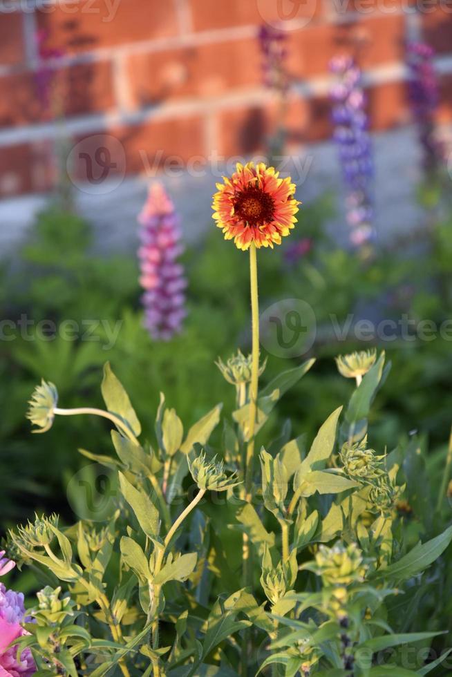 Yellow and orange gaillardia in the rays of the setting sun on the background of a summer garden photo
