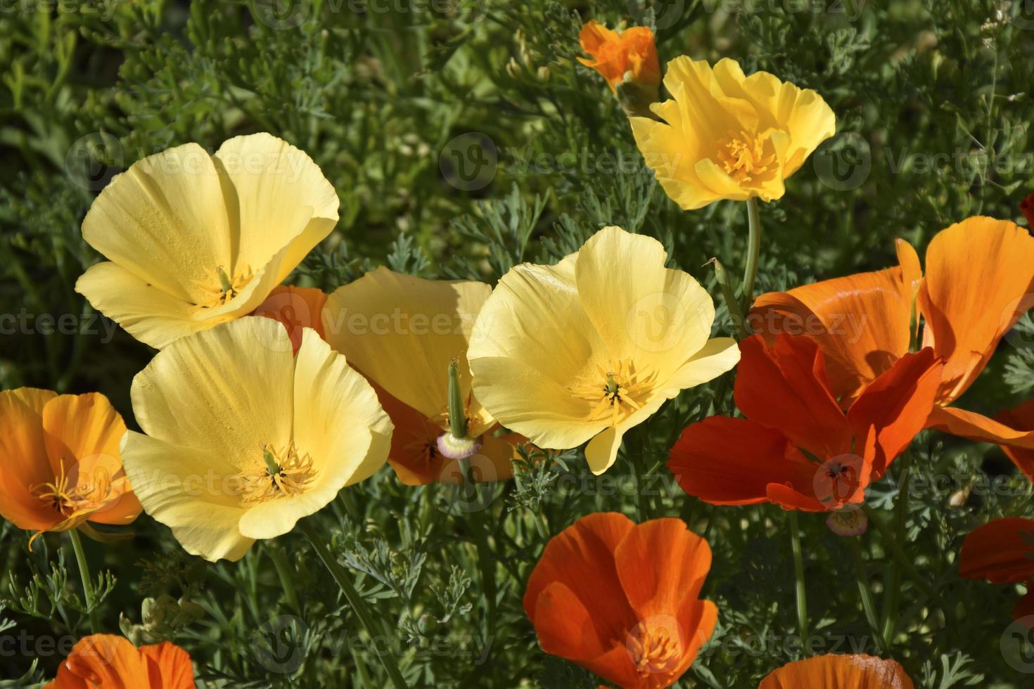 Delicate yellow flowers of the Ashsholtsia of the Poppy family Papaveraceae close-up in the garden photo