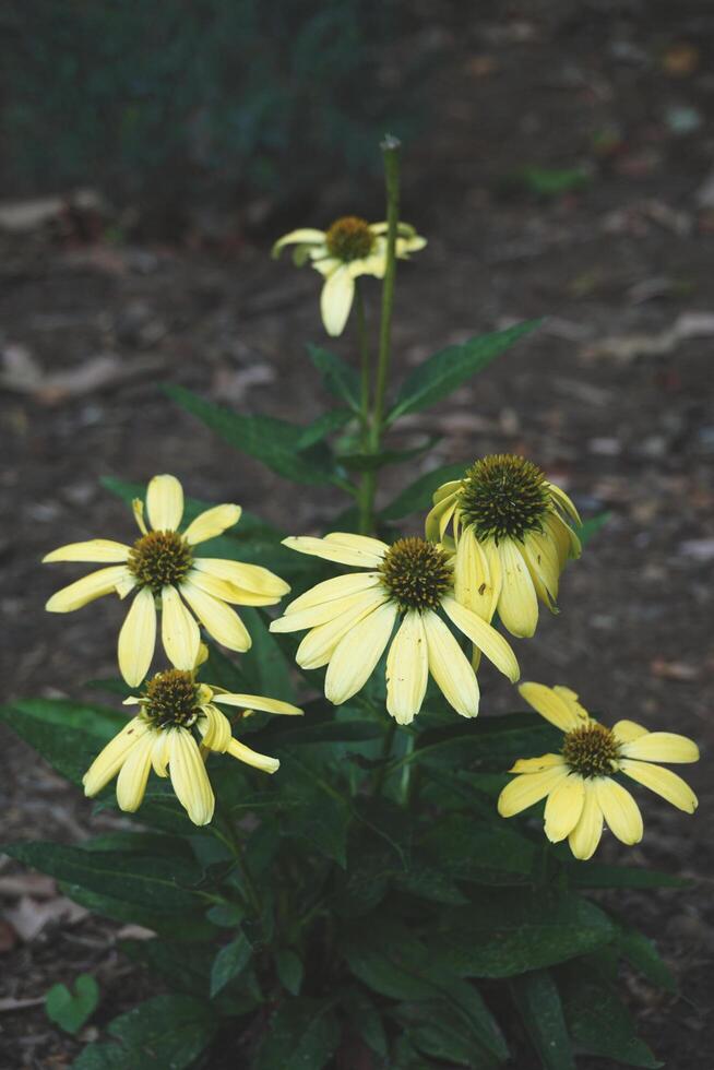 Wilting Flowers . photo