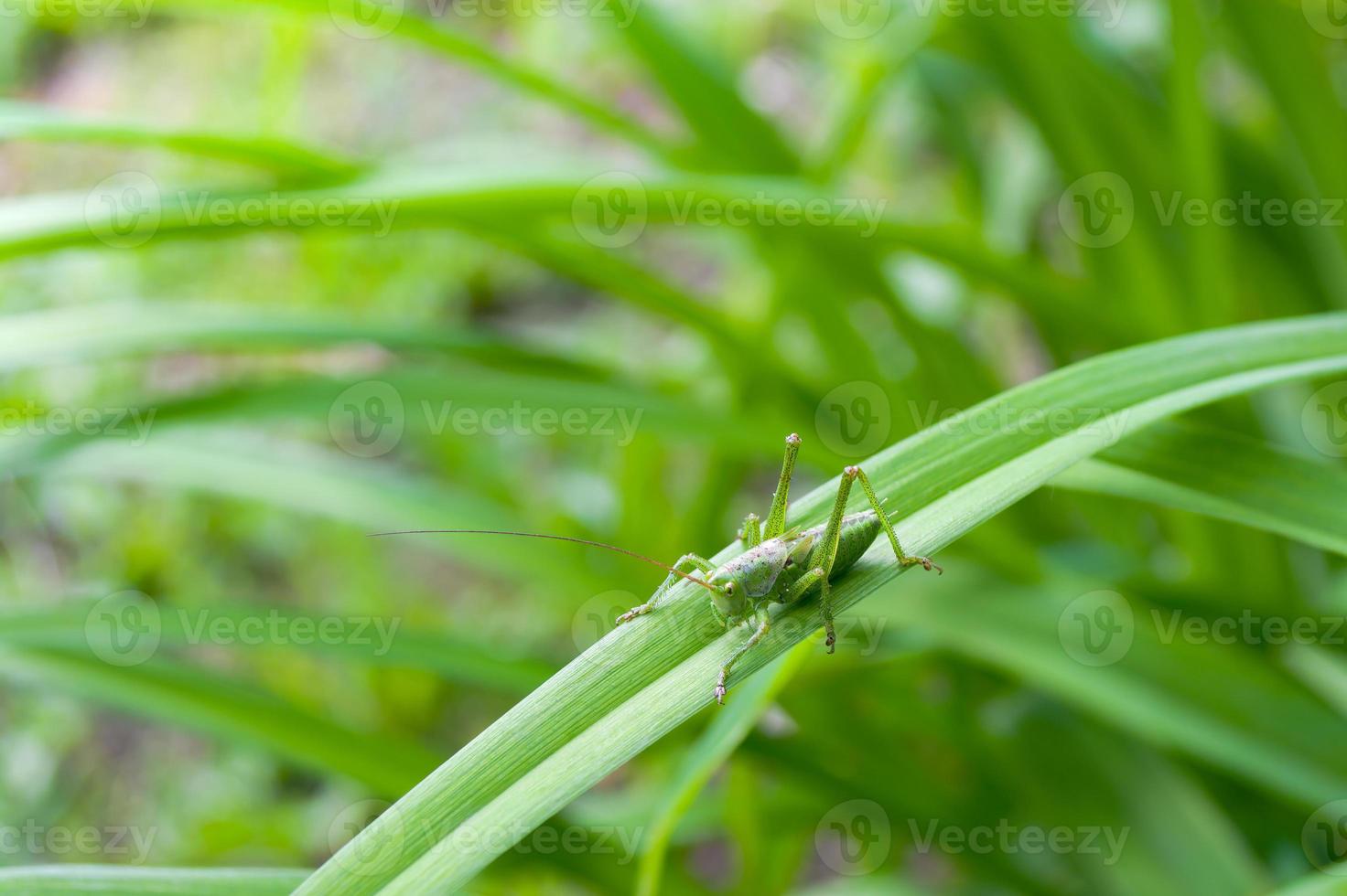 Grasshopper on a leaf close-up, top view. photo