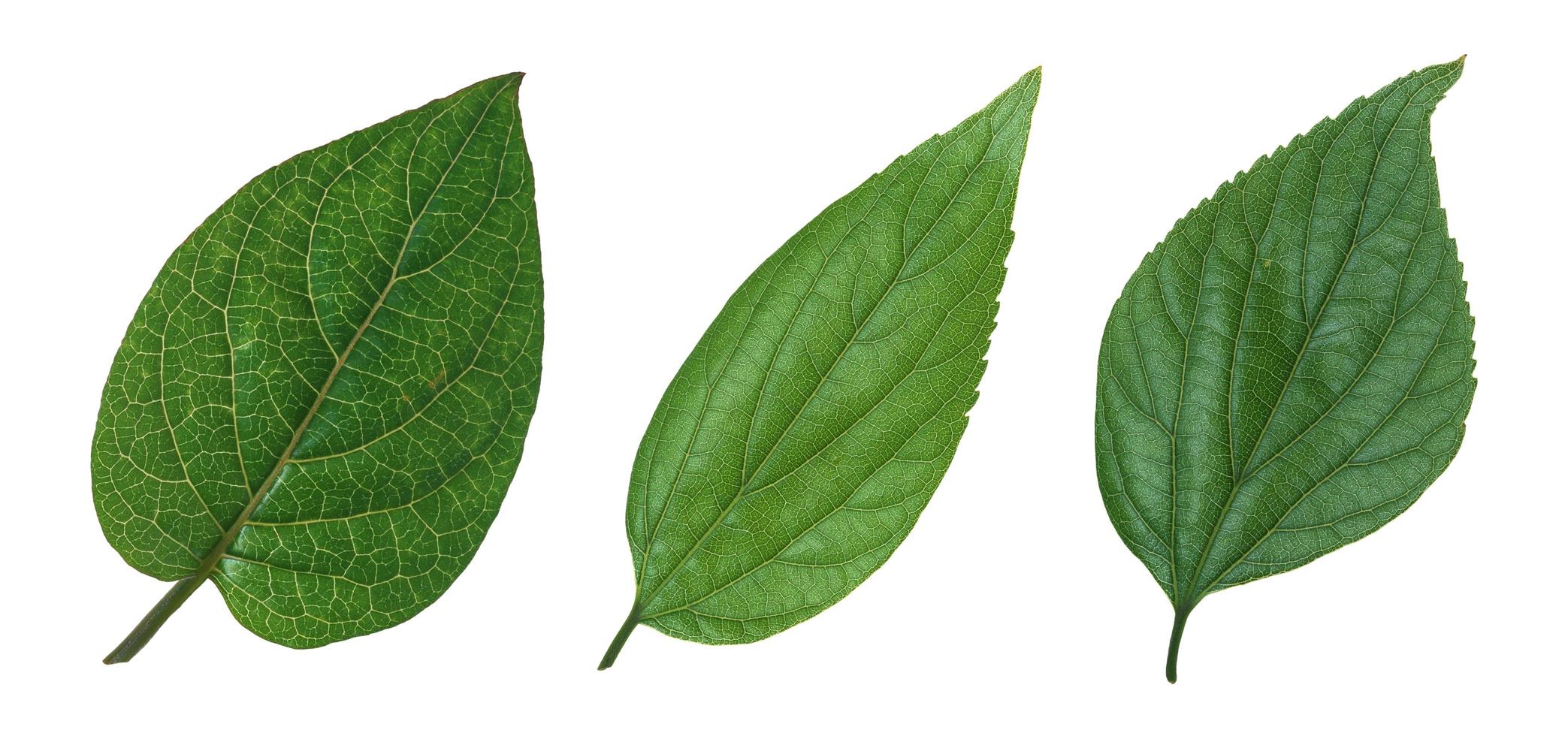 Different types of Green leaves, Isolated on white background with clipping path for design elements photo