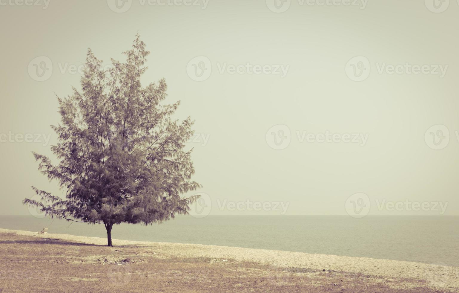 Pine tree on beach in retro style color photo