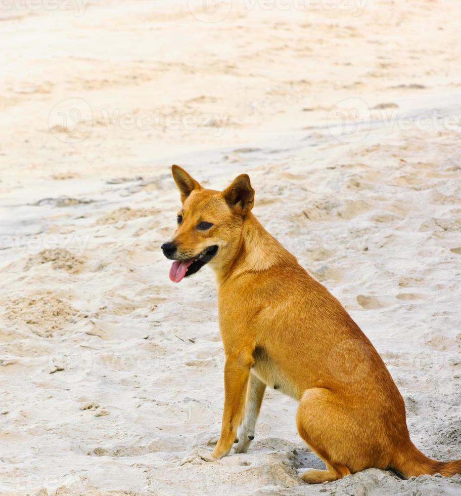 Brown dog on beach sand photo