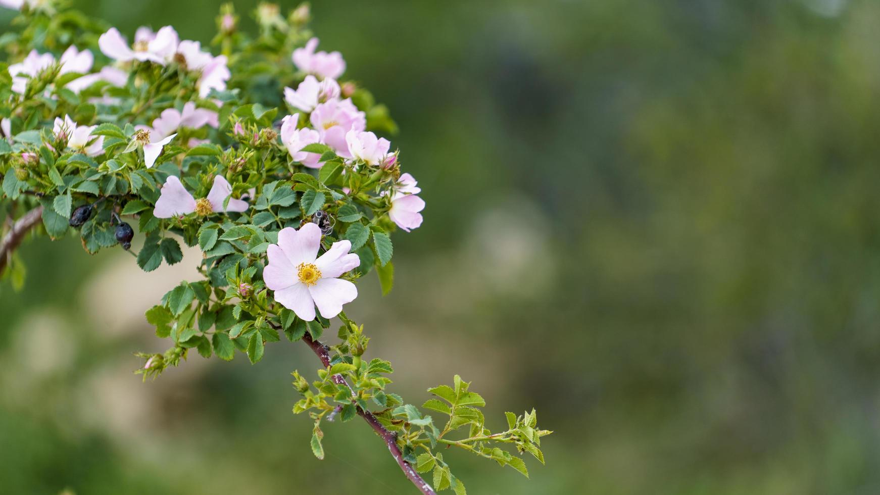 Natural background with flowering rosehip branches photo