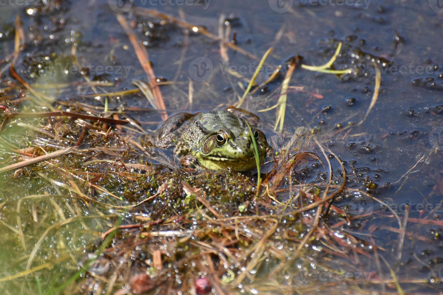 Frog Peering Around a Blade of Grass in a Swamp photo