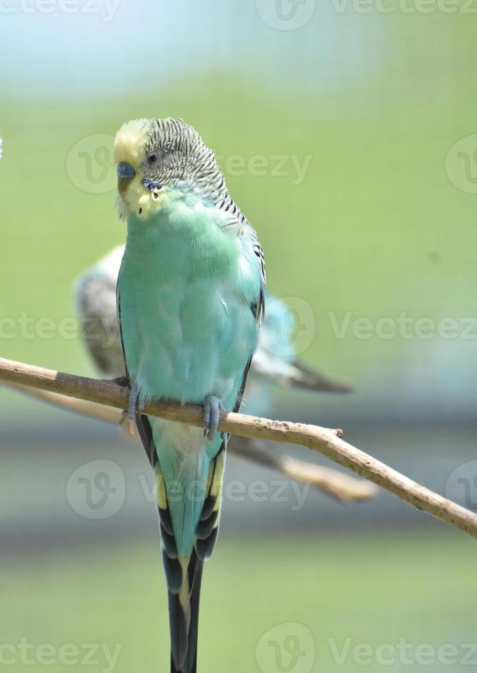 Very Pretty Multi-Color Budgie Bird in a Tree photo