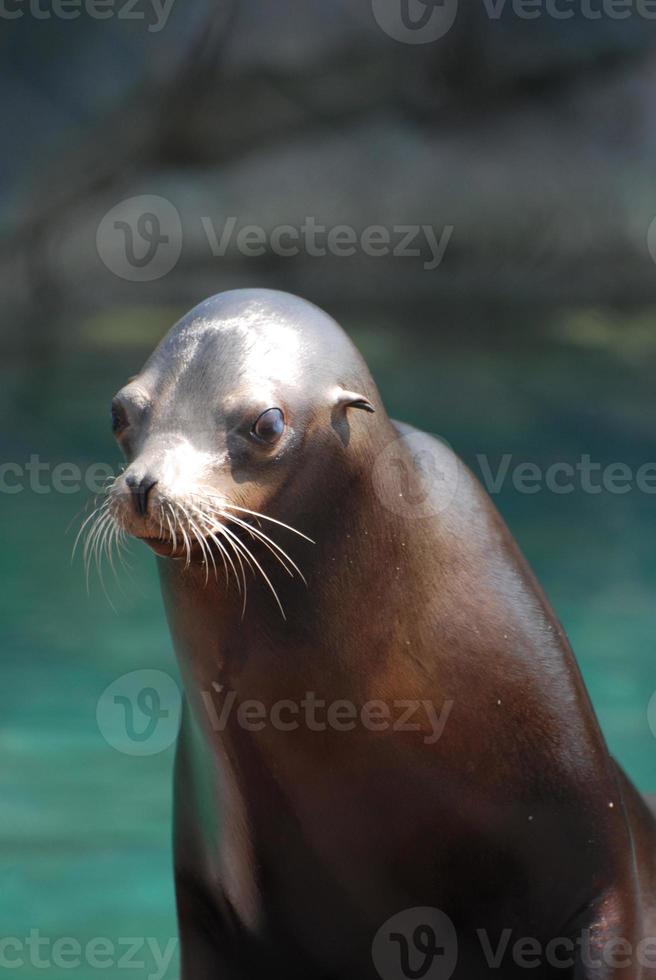 Wet Sea Lion with a Slick Coat photo