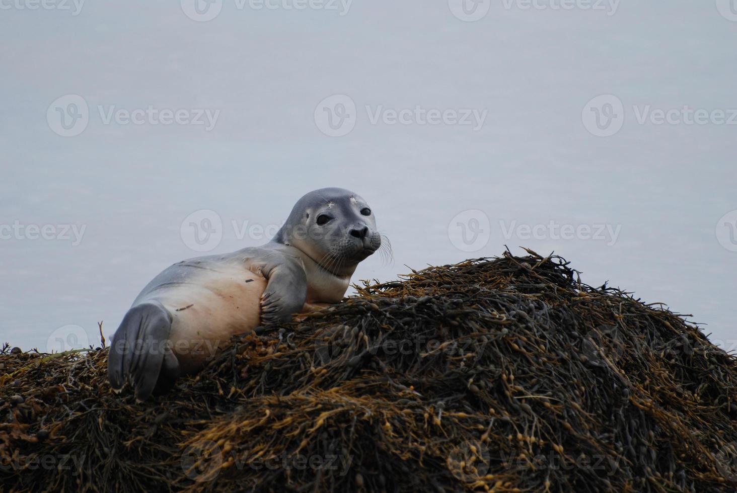 Precious Harbor Seal Pup photo