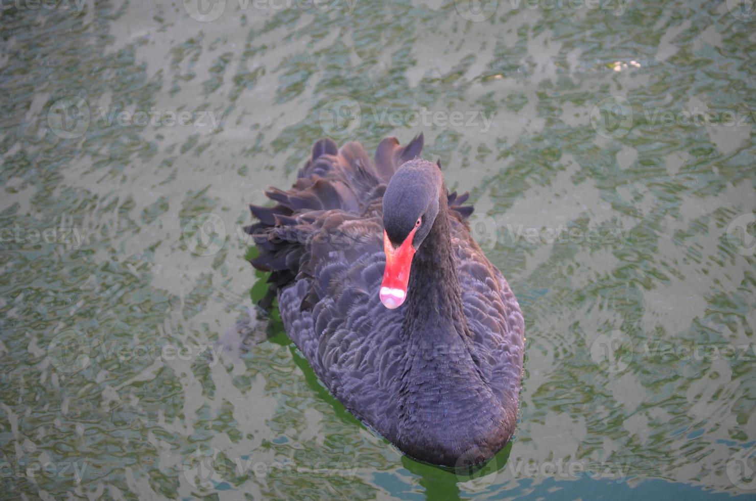 Black Swan with a Red Beak Swimming in a Pond photo