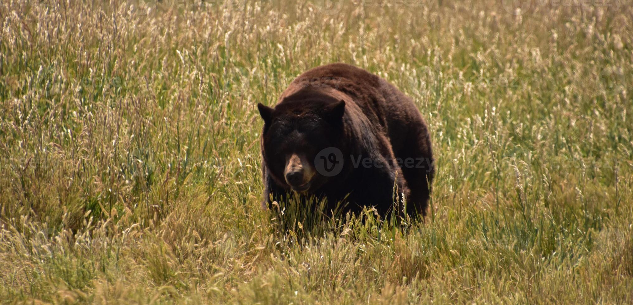 Wild Black Bear in Tall Grasses in the Summer photo