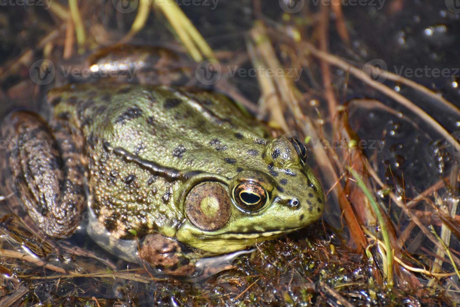 Really Close Up Look at a Toad in a Marsh photo