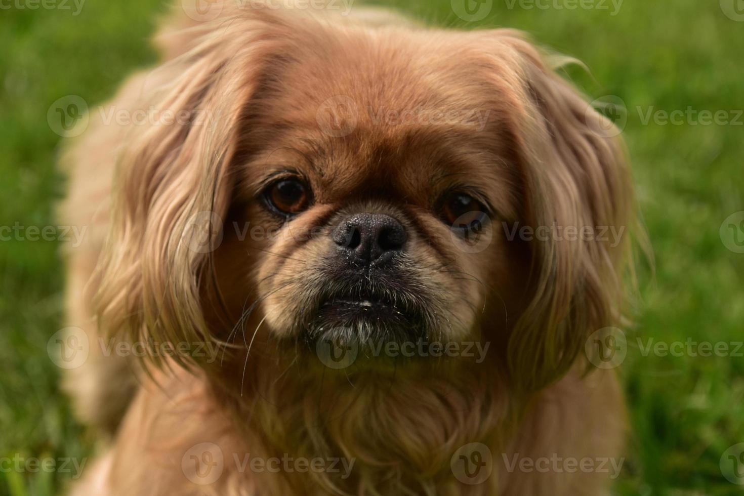 mirando directamente a la cara de un perro pequinés foto