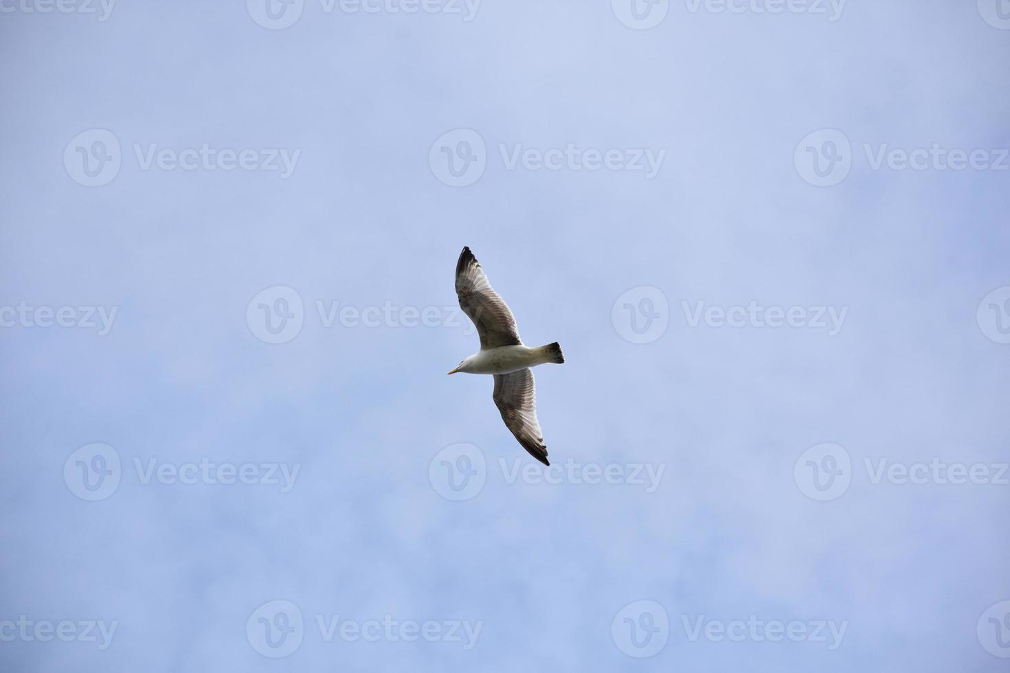 Blue Skies with a Flying Seagull with Wings Spread photo