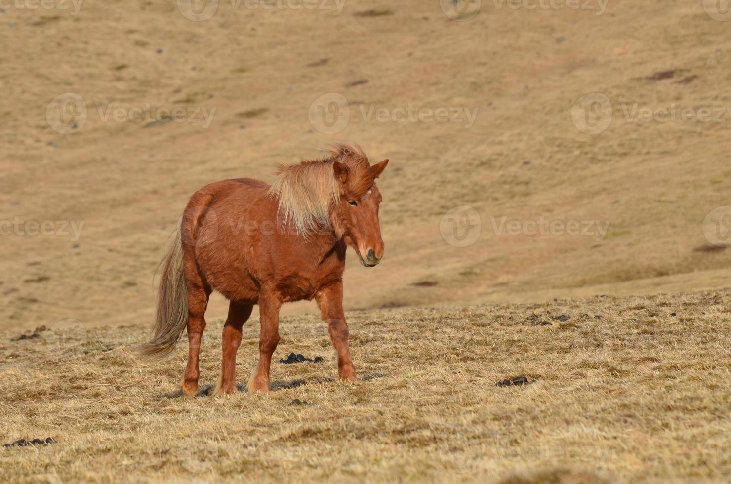 Chestnut Horse Meandering in a Field photo