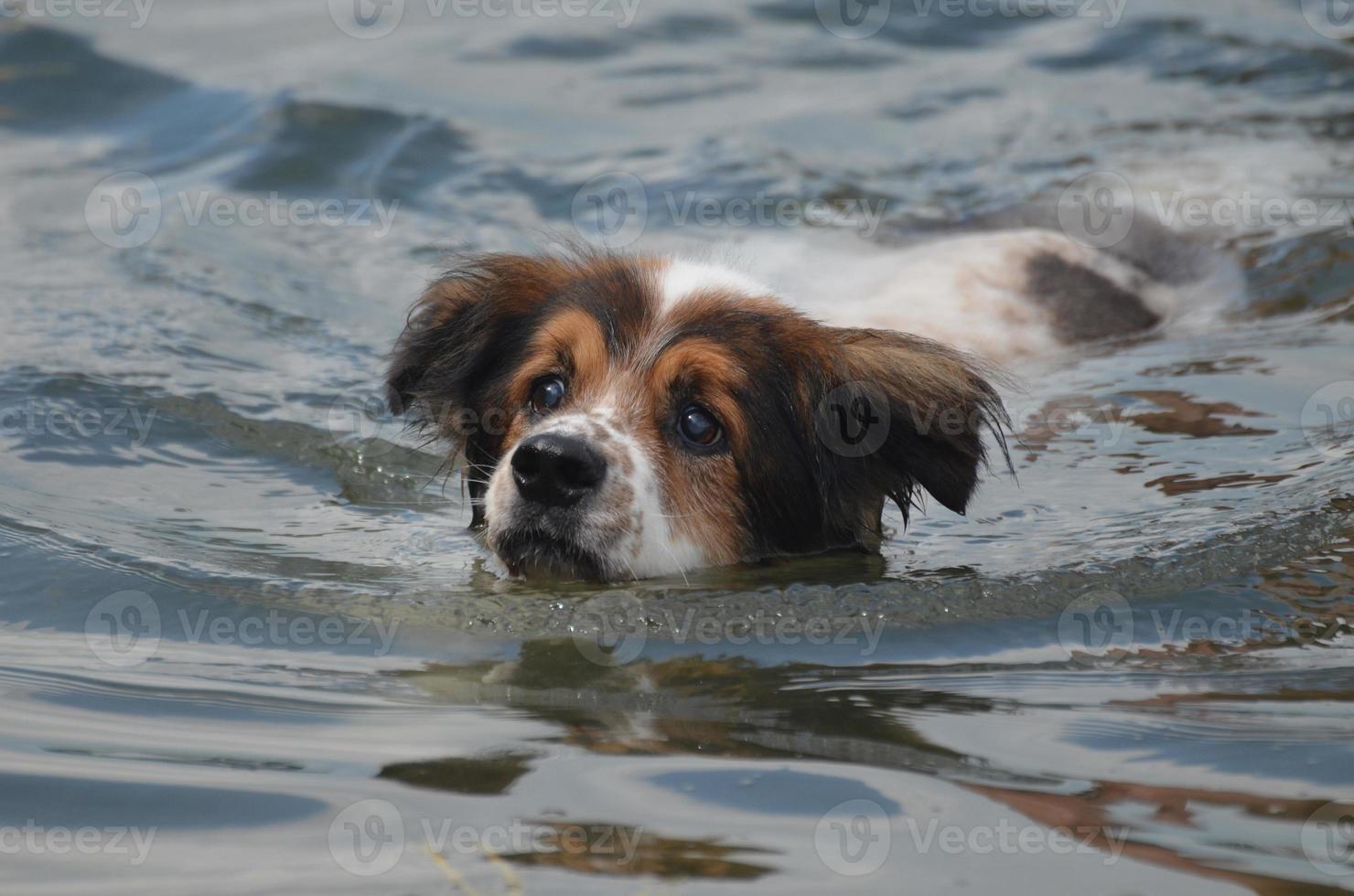 Swimming Australian Shepherd Dog photo