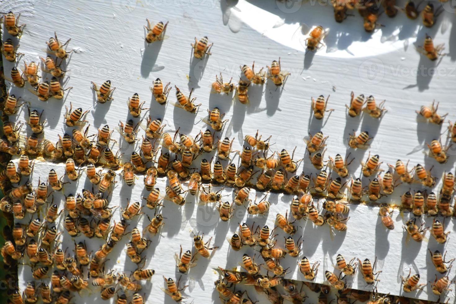 Bee Hive with Swarming Bees on the Hive Boxes photo