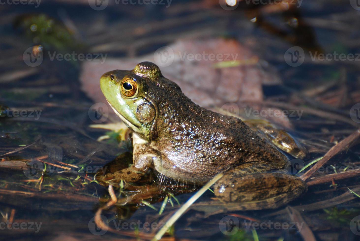 Fantastic View of a Toad in Shallow Water photo