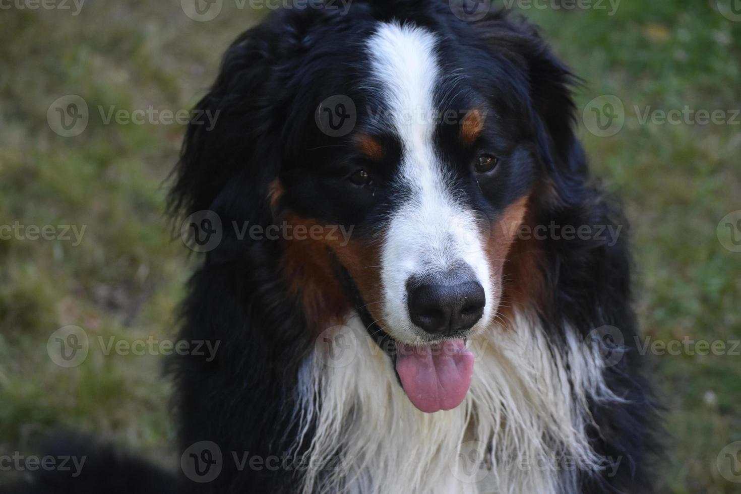 Sitting Bernese Mountain Dog photo