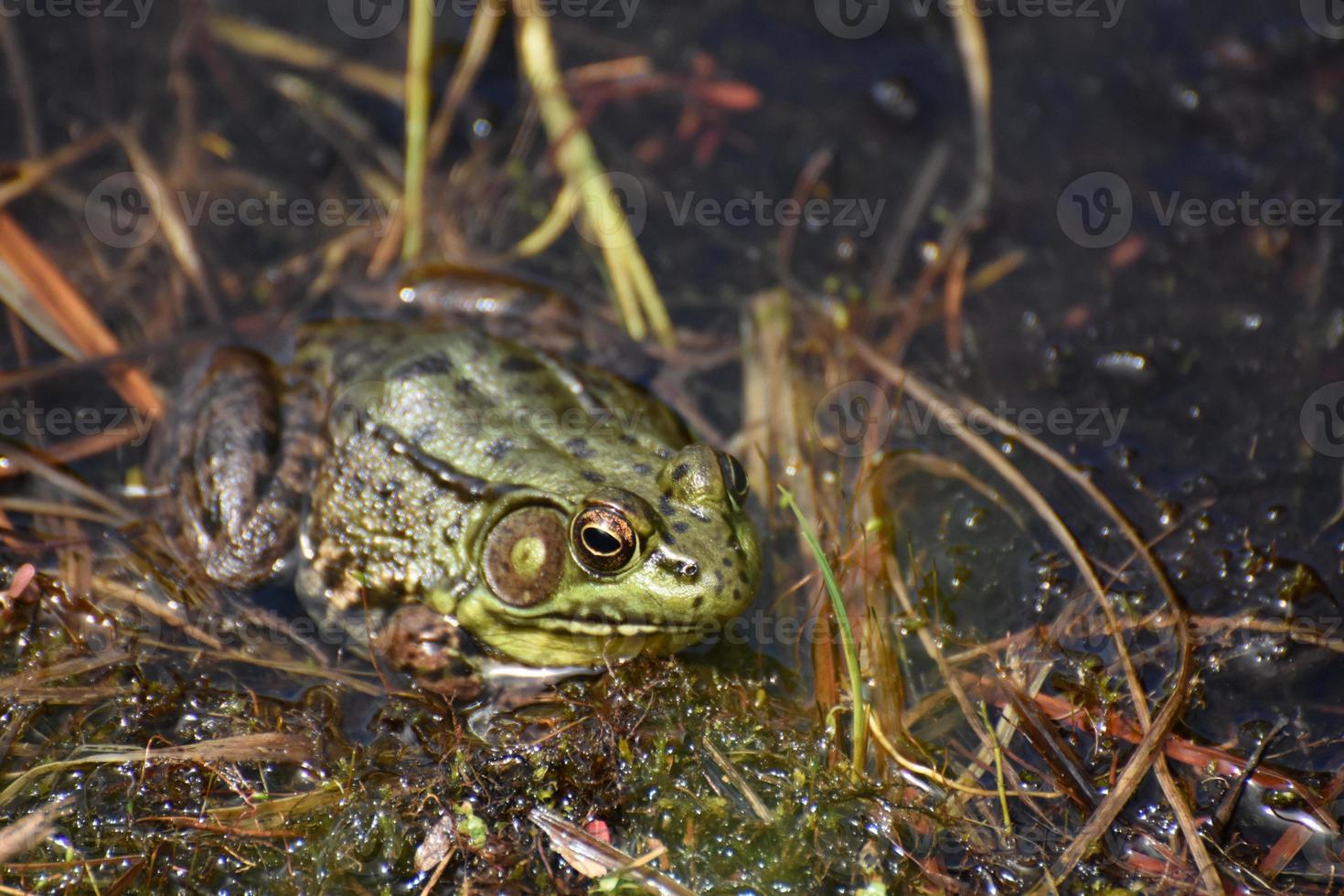 Looking into the Face of a Toad in a Swamp photo