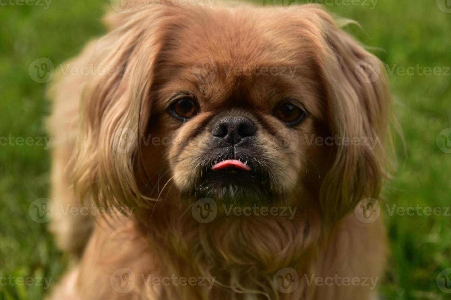 Ginger Pekingese Dog With his Tongue Out photo