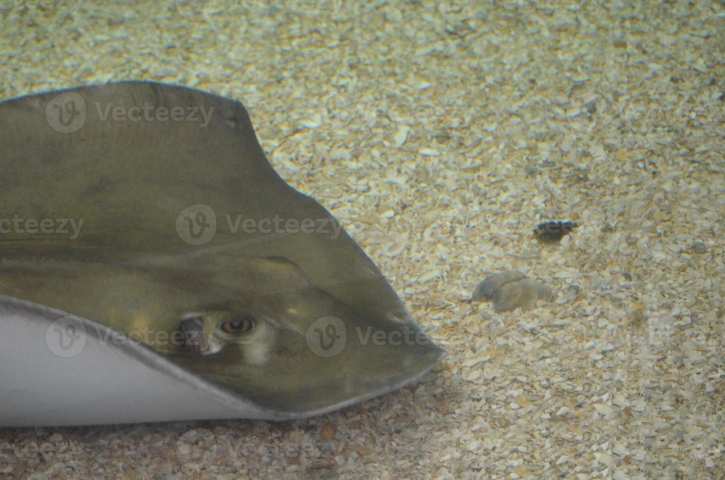 Gray Stingray Sitting on the Sandy Ocean Floor photo