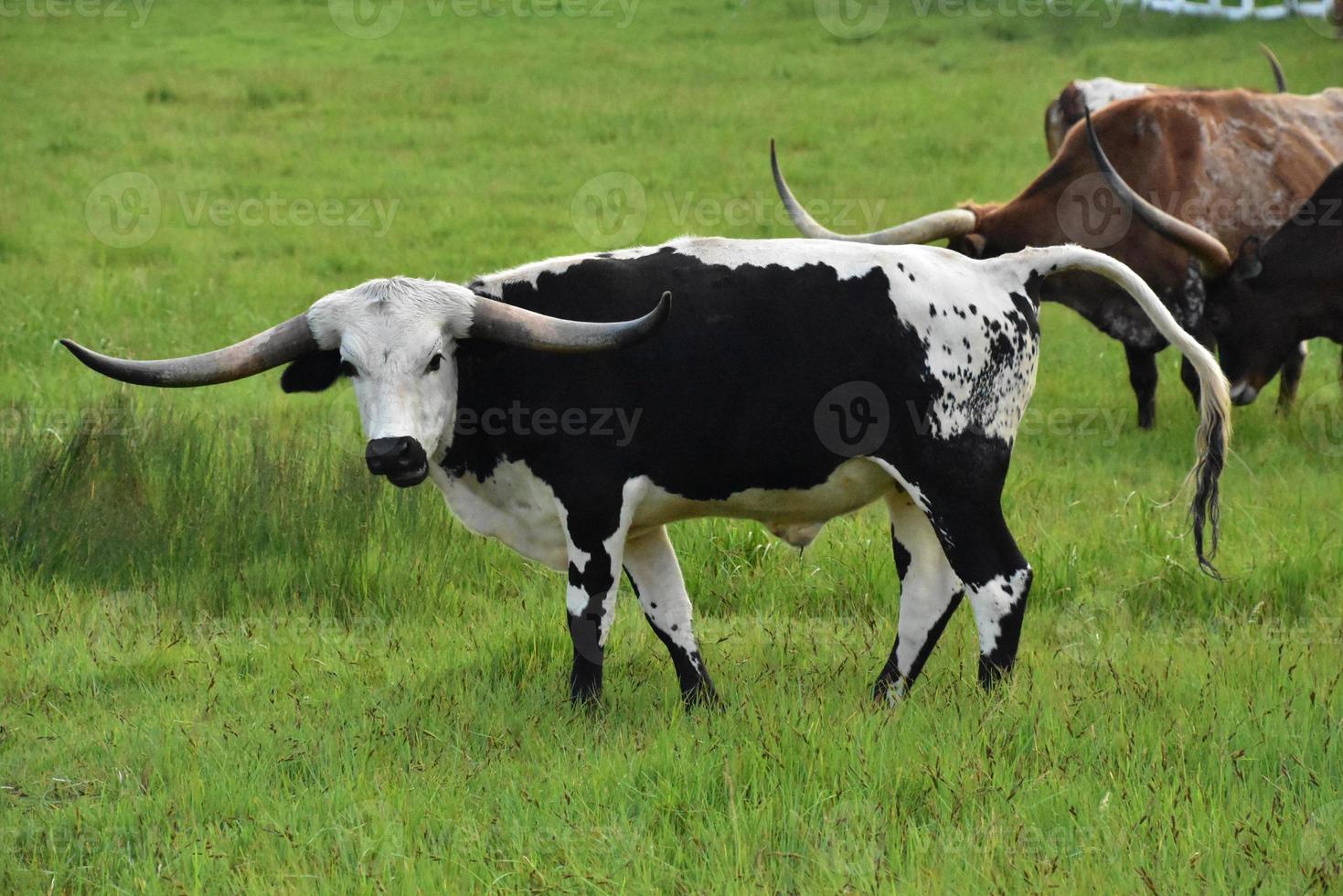 Herd of Longhorn Steer Grazing in a Large Field photo