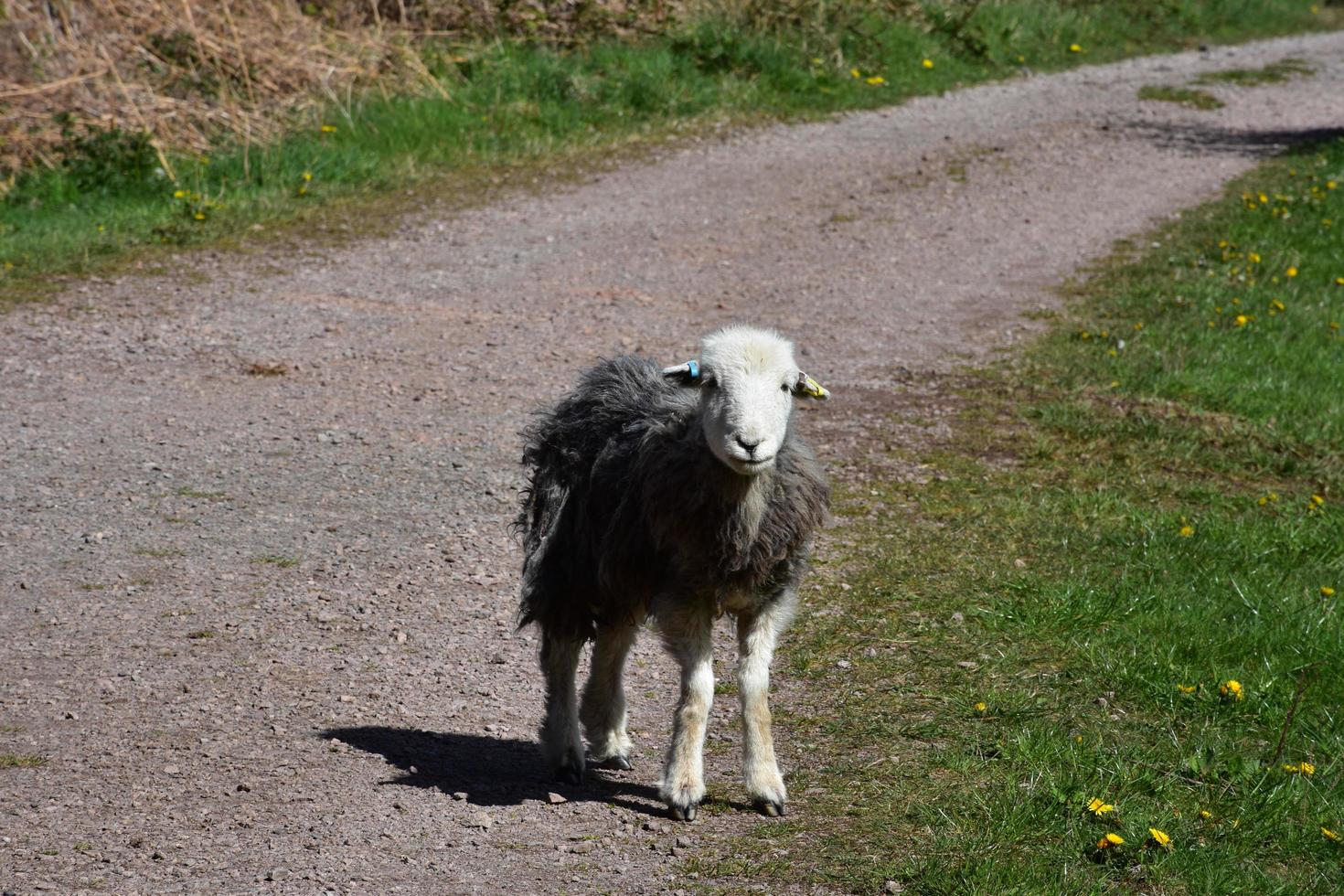 Adorable Grey and White Lamb Standing Still photo