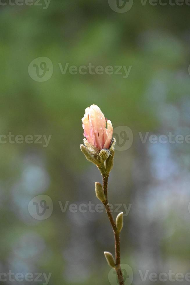 Stunning Budding Pink Magnolia Tree Blooming in the Spring photo